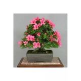 Tohumcumm 10 Adet Tohum Nadir Orkide Ağaç Bonsai Ağaç Tohumu Saksı Toprak Hediyemizdir