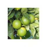 Tohumcumm 10 Adet Tohum Nadir Yeşil Limon Ağacı Ağaç Tohumu Saksı Toprak Hediyemiz