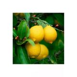 Tohumcumm 10 Adet Tohum Organik Sarı Yediveren Limon Ağaç Tohumu Akdeniz Limonu Tohum Saksı Toprak