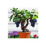 Tohumcumm 10 Adet Tohum Organik Siyah Bal Üzüm Bonsai Ağaç Tohumu Salkım Asma Üzümü Tohumu Saksı Toprak