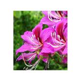 Tohumcumm 10 Adet Tohum Orkide Bonsai Ağacı Tohum Bodur Bonsai Orkide Ağacı Tohum Saksı Toprak Hediye Tohumlu