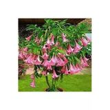 Tohumcumm 10 Adet Tohum Pembe Angel Trumpet Çiçeği Meleklerin Borazanı Çiçeği Tohumu