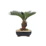 Tohumcumm 10 Adet Tohum Saksılık Bonsai Rabusta Palmiye Bitki Tohumu Yeni Mahsul Palmiye Tohumu Saksı Toprak