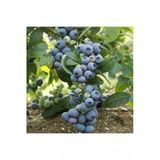 Tohumcumm 10 Adet Tohum Yaban Mersini Tohumu Blueberry Tohumu Sürpriz Hediye Tohumu