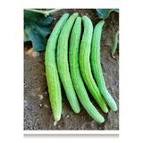 Tohumcumm 100 Adet Organik Acur Yeşil Tohumu Acur Salatalık Sürpriz Hediye Sebze Tohumlu