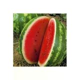 Tohumcumm 100 Adet Tohum Eko Paket Meşhur Crimson Sweet Karpuzu Tohumu Karpuz Tohumu Spriz Hediye Tohumlu