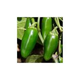 Tohumcumm 100 Adet Tohum Meksika Biberi Tohumu Zehir Acı Meksika Biberi Tohumu Jalapeno Jalepeno Biberi Tohumu