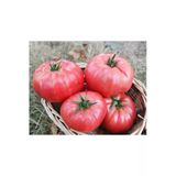 Tohumcumm 100 Adet Tohum Nadir Iri Pembe Köy Domatesi Domates Tohumu Sürpriz Hediye Sebze Tohumludur