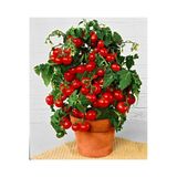 Tohumcumm 100 Adet Tohum Nadir Saksılık Kırmızı Çeri Cherry Domatesi Tohumu Mini Domates Saksı Toprak