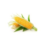 Tohumcumm 100 Adet Tohum Organik Bahçe Taze Süt Mısır Tohumu Yeni Sezon Kaliteli Köy Mısırı Haşlamalık Mısır
