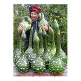 Tohumcumm 100 Adet Tohum Organik Hatay Kuğu Su Kabak Tohumu Köy Tohumu Hediye Tohum