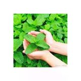 Tohumcumm 100 Adet Tohum Organik Hobi Balkon Mis Kokulu Yeşil Nane Tohumu Nane