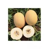 Tohumcumm 100 Adet Tohum Organik Taze Hasat Tohum Ananas Bal Kavun Tohumu Hobi Köy Tohumu Hediye Tohum