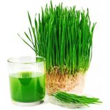 Tohumcumm 100 gr Buğday Çimi Tohumu Organik Yeni Hasat Tohum Taze Balkon Buğday Çim Tohumu