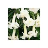 Tohumcumm 15 Adet Tohum Angel Trumpet Çiçeği Tohum Melek Borazanı Çiçeği Tohumu Hediye Tohumlu