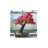 Tohumcumm 15 Adet Tohum Bonsai Kırmızı Gül Ağacı Bonzai Tohumu Sürpriz Hediye Bonsai Ağacı Tohumu