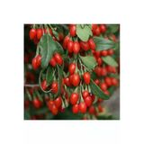 Tohumcumm 15 Adet Tohum Goji Berry Tohumu Kurt Üzümü Tohumu Goji Berry Saksı Toprak Sürpriz Heidyeli