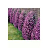 Tohumcumm 15 Adet Tohum Kraliyet Halısı Tohumu Alyssum Tohumu Alyssum Tohumu Süpriz Hediye Tohumla Gelir