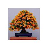 Tohumcumm 15 Adet Tohum Nadir Ateş Dikeni Bonsai Ağaç Tohumu Ateş Diken Tohum Saksı Toprak Hediyemizdir