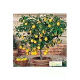 Tohumcumm 15 Adet Tohum Organik Bonsai Sarı Mersin Limon Ağaç Tohumu Saksı Topraklı