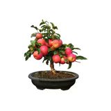 Tohumcumm 15 Adet Tohum Organik Hobi Bahçe Bonsai Elma Ağaç Tohumu Saksı Toprak