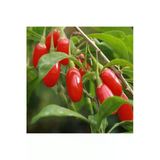Tohumcumm 15 Adet Tohum Orjinal Organik Bahçe Yeni Sezon Kırmızı Goji Berry Tohumu Hobi Balkon Hediye Tohum