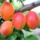 Tohumcumm 2 Adet Tohum Şekerpare Kayısı Bodur Bonsai Ağaç Tohumu Saksı Toprak