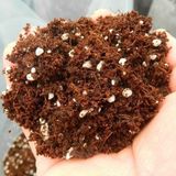 Tohumcumm 2 Litre Torf Toprak Perlit Karışımlı Bitki Toprağı İç ve Dış Mekan Kullanımı İçin