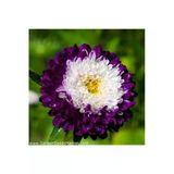 Tohumcumm 20 Adet Tohum Aster Çiçeği Tohumu Aster Çiçek Tohumu Saksı Toprak Hediyemizdir