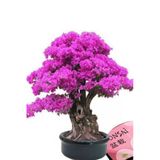 Tohumcumm 20 Adet Tohum Bodur Bonsai Pembe Erguvan Ağacı Bonzai Tohumu Saksı Toprak Hediyemizdir