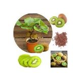 Tohumcumm 20 Adet Tohum Bodur Kivi Bonsai Ağacı Tohumu Saksı Toprak Sürpriz Hediye Bonsai Ağacı Tohumludur