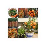 Tohumcumm 20 Adet Tohum Nadir Bodur Bonsai Mandalina Bonzai Ağacı Tohum Süpriz Hediye Bonsai Ağacı Tohum