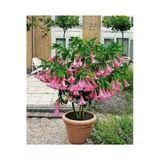 Tohumcumm 20 Adet Tohum Nadir Bulunan Angel Pembe Trumpet Çiçeği Tohumu Balkon Çiçeği Genis Yapraklı Hediyeli