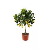 Tohumcumm 20 Adet Tohum Nadir Mersin Limon Ağaç Bonsai Ata Tohum Saksı Toprak Hediye