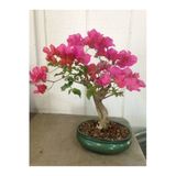 Tohumcumm 20 Adet Tohum Nadir Organik Pembe Bonsai Orkide Ağacı Ağaç Tohumu Saksı Toprak Hediyeli