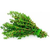 Tohumcumm 20 Adet Tohum Organik Kekik Tohumu Aromatik Dağ Kekiği Tohumu