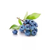 Tohumcumm 20 Adet Tohum Yaban Mersini Tohumu Blueberry Tohumu