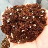Tohumcumm 20 Litre Torf Toprak Perlit Karışımlı Torf Çiçek Toprağı Saksı Toprağı Torf Bitki Toprağı