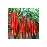 Tohumcumm 200 Adet Tohum Eko Paket Şili Biberi Tohumu Çok Acı Chili Biberi Tohumu Sürpriz Hediye Sebze Tohumu
