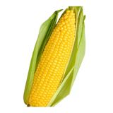 Tohumcumm 200 Adet Tohum Yeni Mahsül Organik Iri Dişli Süt Mısır Tohumu Yumuşak Mahsul Mısır Tohumları