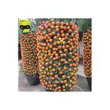 Tohumcumm 25 Adet Tohum Nadir Bodur Bonsai Mandalina Bonzai Ağacı Tohum Süpriz Hediye Bonsai Ağacı Tohum