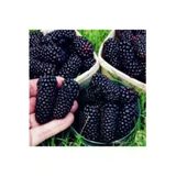 Tohumcumm 30 Adet Tohum Eko Paket Böğürtlen Tohumu Ahududu Tohumu Ithal Süpriz Hediye Bonsai Ağacı Tohumu