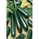 Tohumcumm 30 Adet Tohum Eko Paket Kara Kolsuz Kabak Tohumu Lezzetli Kabak Sürpriz Hediye Tohumludur