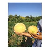 Tohumcumm 30 Adet Tohum Nadir Organik Köy Ananas Kavunu Ananas Kavun Tohumu Hobi Bahçe Hediye Tohumlu