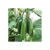 Tohumcumm 30 Adet Tohum Silor Yerli Parmak Salatalık Tohumu Sülor Salatalık Sürpriz Tohum