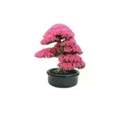 Tohumcumm 35 Adet Tohum Bodur Bonsai Pembe Erguvan Ağacı Bonzai Tohumu Organik Bahçe Saksı Toprak Hediyemizdir
