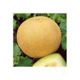 Tohumcumm 40 Adet Tohum Ananas Kavunu Kokulu Kavun Tohumu Bal Kavun Tohumu Sürpriz Hediye Sebze Tohumu