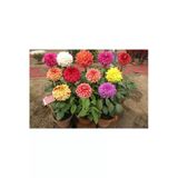 Tohumcumm 5 Adet Nadir Karışık Dev Dahlia Çiçeği Tohumu Dahlia Çiçek Tohumu