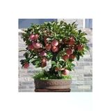 Tohumcumm 5 Adet Tohum Bodur Bonsai Elma Ağacı Bonzai Tohumu Saksı Toprak