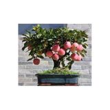 Tohumcumm 5 Adet Tohum Bodur Bonsai Elma Ağacı Tohumu Bonzai Tohumu